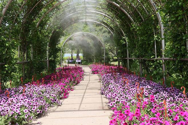 A rose tunnel at the International Horticulture Goyang Korea 2026, running in Ilsan Lake Park in Goyang, Gyeonggi, from April 24 through May 10 [YONHAP]