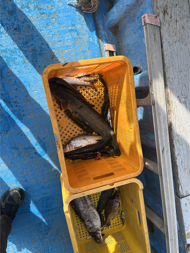 배 ‘한강 5호’가 밤섬 인근에서 잡은 어종. 박병국 기자