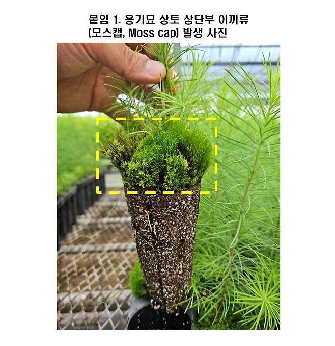 용기묘 상토 상단부 이끼류(모스캡 Moss cap) 발생 사진 [국립산림과학원 제공. 재판매 및 DB 금지]