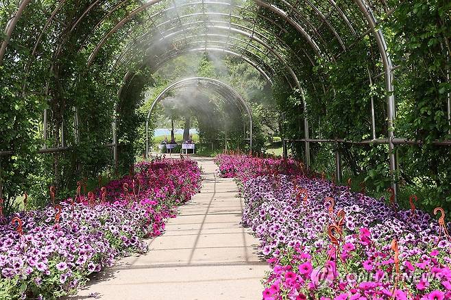 장미터널 (고양=연합뉴스) 김병만 기자 = '꽃, 시간을 물들이다' 주제로 오는 24일부터 5월 10일까지 17일간 일산호수공원에서 제18회 고양국제꽃박람회가 열린다. 사진은 박람회장 내 장미터널. 2026.4.23 kimb01@yna.co.kr