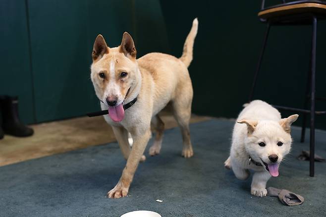 밤비와 우동이(오른쪽). ⓒ최은창 방끗사진관 대표