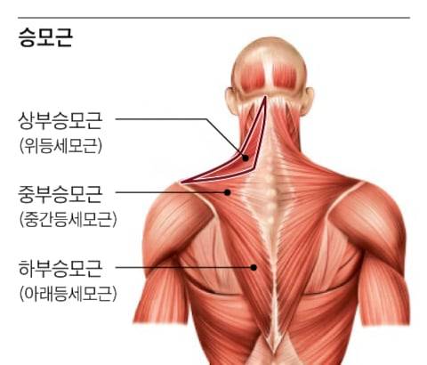 승모근(등세모근)은 '윗 어깨에 툭 튀어나온 보기 싫은 근육'처럼 알려졌지만, 사실 목과 어깨, 척추를 잇는, 몸의 기둥과 같은 중요한 근육이다. 섣불리 건드렸다간 어깨와 팔 기능이 저하되고 머리를 받치지 못할 수 있다. /그래픽=조선디자인랩 권혜인