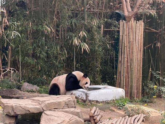 경기 용인시 에버랜드 내 판다월드에서 푸바오의 아버지 러바오가 쿨드락을 베고 누워 있다. 안아람 기자