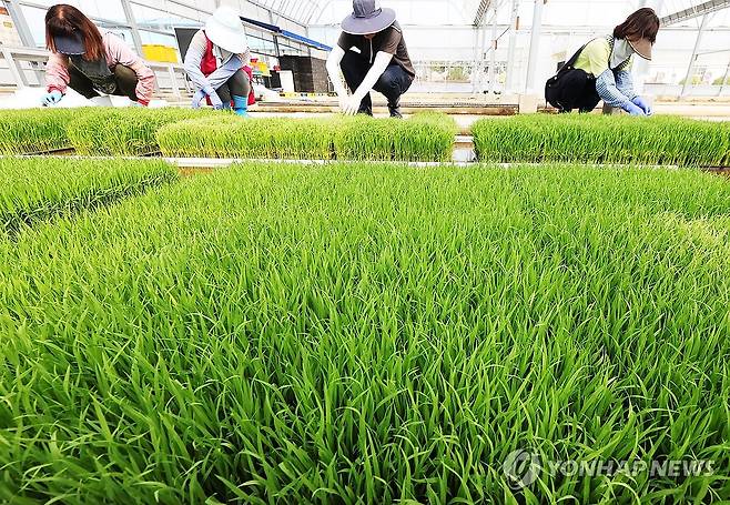 (수원=연합뉴스) 홍기원 기자 = 본격적인 영농철을 앞둔 16일 경기도 수원시 권선구 농촌진흥청 국립식량과학원 중부작물연구센터 작물연구동에서 관계자들이 모판을 돌보고 있다. 2026.4.16 xanadu@yna.co.kr