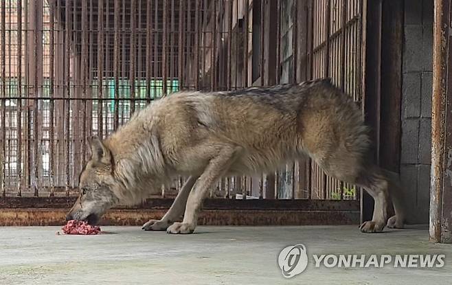 분쇄육 먹는 '늑구' (대전=연합뉴스) 대전오월드에서 탈출했다 9일 만인 지난 17일 생포돼 돌아온 늑대 '늑구'가 20일 오후 2시 닭고기와 소고기 분쇄육을 먹고 있다. 2026.4.20 [대전오월드 제공. 재판매 및 DB 금지] swan@yna.co.kr
