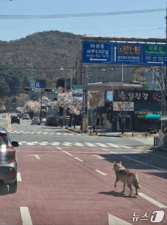 늑구가 오월드 동물원을 탈출한 8일 수색 당국에 제보된 가짜 사진(대전소방본부 제공. 재판매 및 DB금지)