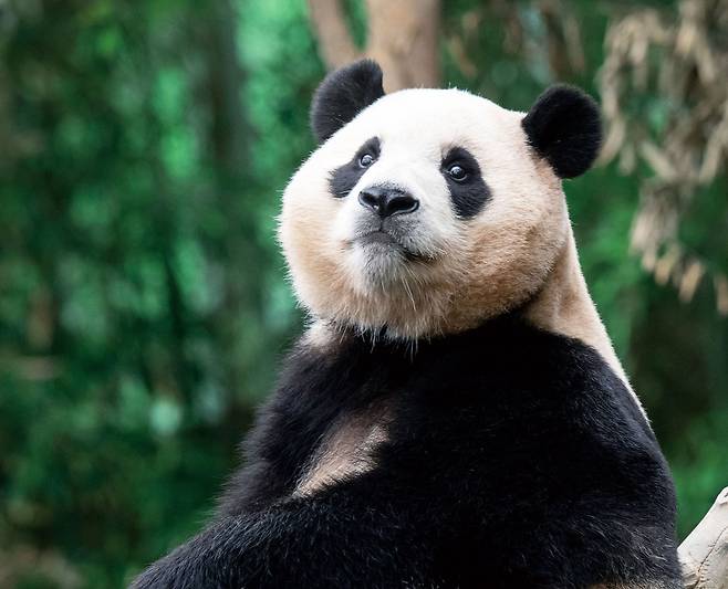 자이언트 판다 ‘푸바오’. /뉴스1