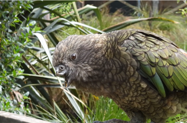 어린 시절 위쪽&nbsp;부리를 잃은 케아 앵무새 브루스. Alexander A. Grabham 제공.