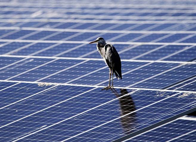 완연한 가을 날씨를 보인 13일 오후 왜가리 한 마리가 경남 남해읍 인근 갈대밭에 들어선 태양광 패널 위에 앉아 휴식을 취하고 있다. 사진=뉴시스
