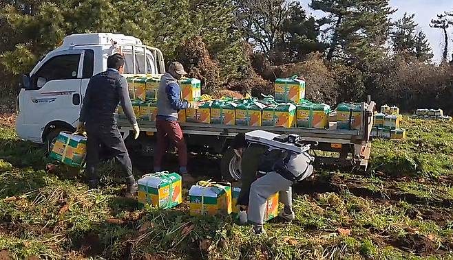 농업인이 조끼형 웨어러블 로봇을 착용하고 작업하고 있다. 이 장비는 허리에 최대 25kgf의 보조력을 제공해 반복적인 숙임 작업과 중량물 취급 때 피로를 줄이도록 설계됐다. /사진=제주특별자치도 제공