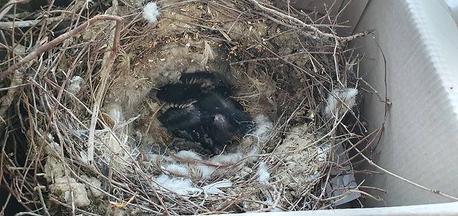 전지 작업을 하다가 땅에 떨어진 까치 둥지 속 새끼들은 이미 부화한 상태였다. ⓒ박임자 제공
