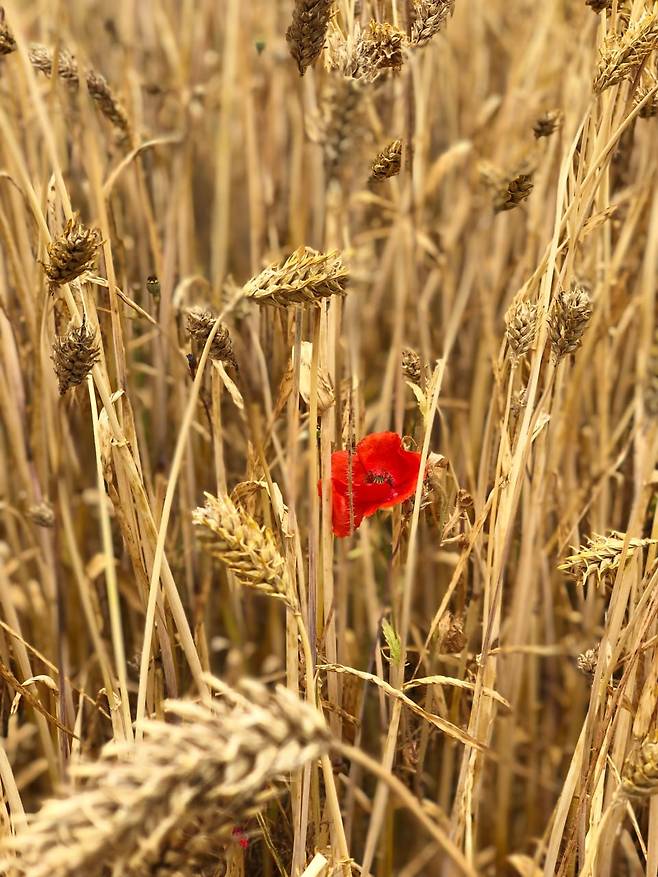 2024년 순천만에 양귀비가 피어 있는 모습.ⓒ황정은 제공