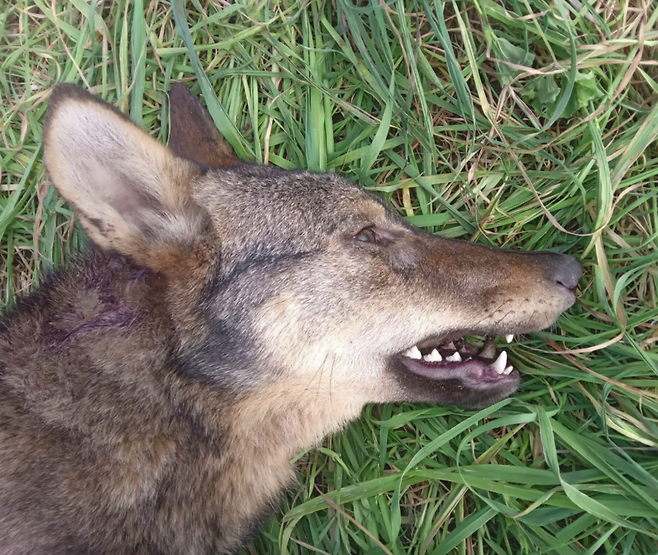 이탈리아 국립공원 일주일 만에 늑대 18마리가 잇따라 숨진 채 발견됐다. (사진 WWF Italy)