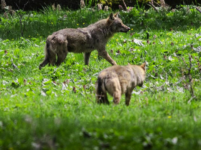 이탈리아 암브루초 국립공원의 늑대 (사진&nbsp;Matteo Tommasi/Parco Nazionale d'Abruzzo Lazio e Molise)