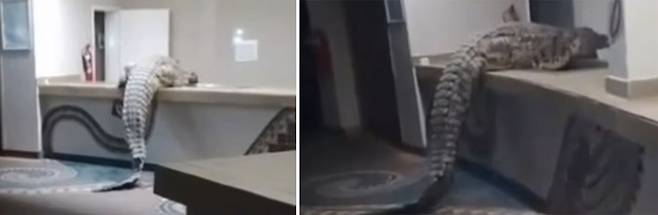 사진출처=데일리메일