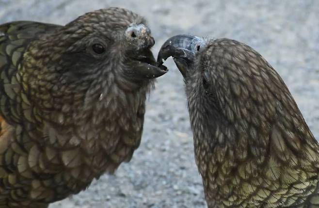 위쪽 부리가 없는 브루스가 다른 앵무새와 마주보고 있다./커런트 바이올로지
