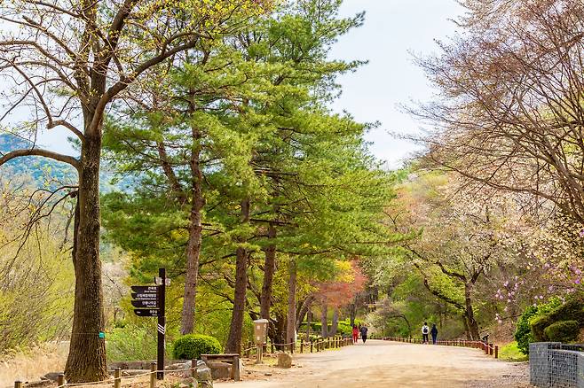 관악산을 따라 이어진 서울대 안양수목원의 탐방로는 자연형 수목원으로, 인공적인 풍경이 눈에 띄지 않는다. 숲 속을 산책하는 듯 발걸음도 편안하다. / 이건송 영상미디어 기자