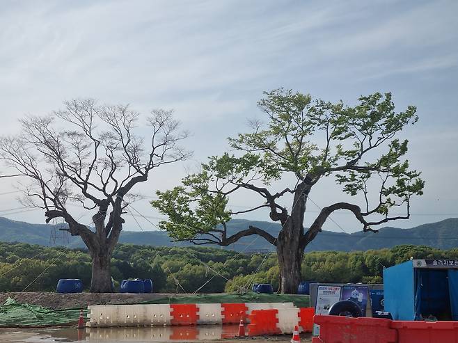 경기 용인시 처인구 원삼면 SK하이닉스 반도체 클러스터 일반산업단지 인근에 심어진 느티나무 2그루. /김양혁 기자