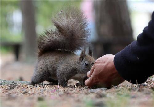 선뜻 다가오는 청설모 [촬영 유형재]