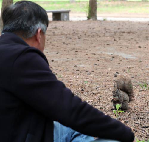 먹이로 준 가래를 먹는 청설모 [촬영 유형재]