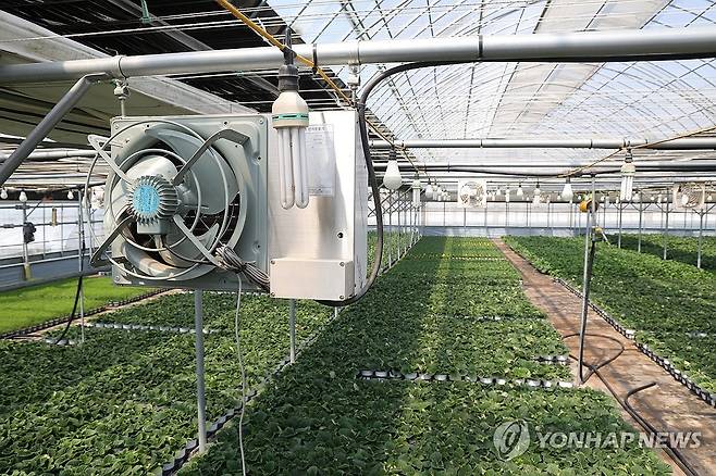 '중동 전쟁 장기화' 시름 깊어지는 화훼농가 (고양=연합뉴스) 임병식 기자 = 중동 전쟁 장기화로 국제유가가 오르고 농자재 가격 불안이 이어지면서 화훼농가의 시름이 깊어지고 있다. 특히 꽃은 식료품과 같은 필수재가 아닌 탓에 경기 불황에 가장 먼저 타격을 받는 품목이라, 화훼농가들은 비용 상승과 소비 위축의 이중고 앞에 놓여 있다. 사진은 지난 2일 경기도 고양시 덕양구의 한 화훼농장의 전기 온풍기 모습. 2026.4.5 andphotodo@yna.co.kr
