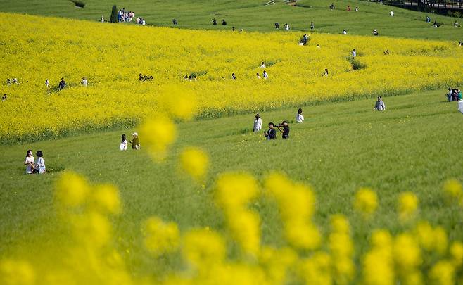 25일 전북 고창 학원농장 청보리밭 축제를 찾은 시민들이 유채꽃과 청보리밭을 배경으로 기념사진을 촬영하고 있다./박상훈 기자