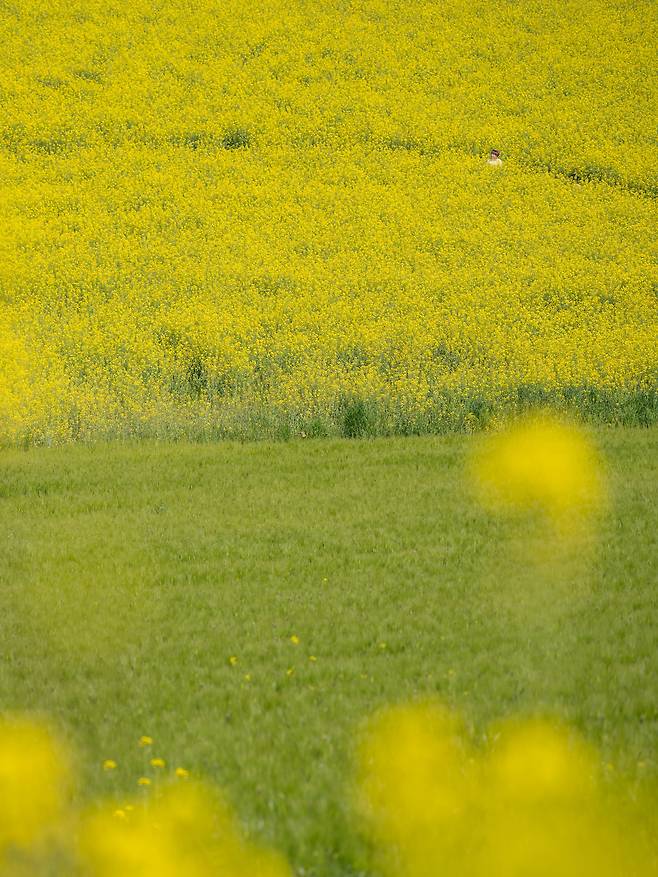 유채꽃이 가득한 고창 학원농장 청보리밭./박상훈 기자