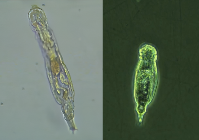 러시아 연구진이 시베리아 영구동토층에 2만 4000년간 동결되어 있던 다세포 생물 ‘로티퍼’를 해동해 부활시키는 데 성공했다. 사진=Currentbiology 캡쳐