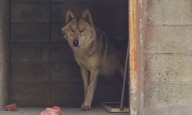 대전오월드 동물원을 빠져나갔다가 9일 만에 돌아온 늑대 ‘늑구’가 지난 21일 사육장에서 먹이를 먹으려 하고 있다. 대전오월드 인스타그램 갈무리