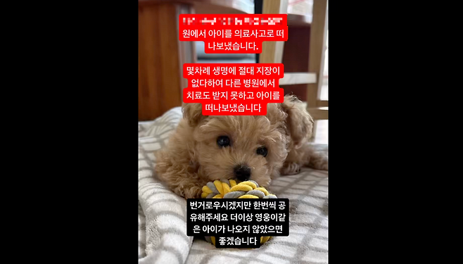 보호자 A씨가 의료사고로 강아지가 사망했다며 SNS에 올린 게시물. [유튜브 캡처]