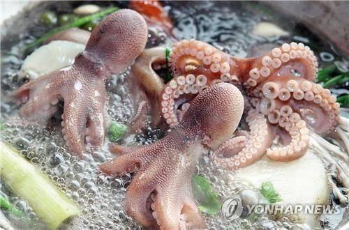 주꾸미 연포탕 [연합뉴스 자료 사진]