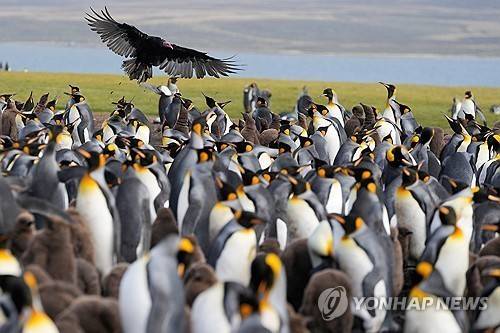 포클랜드 제도 (볼런티어 포인트 [영국령 포클랜드 제도] AP=연합뉴스) 2026년 3월 19일 영국령 포클랜드 제도(아르헨티나 이름 '말비나스 군도')의 볼런티어 포인트에서 임금펭귄 떼 위를 맹금류인 카라카라가 날고 있다.  (AP Photo/Ricardo Mazalan) 2026.4.25.