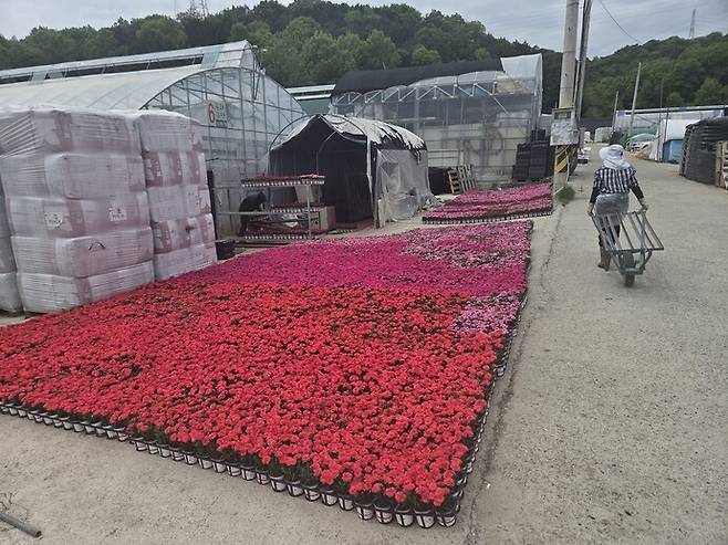 29일 오전 10시께 광주광역시 북구 운정동의 한 화훼농원 입구에 출하를 기다리는 카네이션 화분들이 빼곡히 놓여있다. /임지섭 기자 ljs@namdonews.com