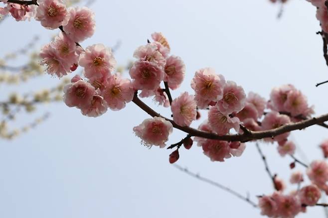 올봄 떠나기 좋은 국내 여행지 3곳 추천 (출처: 픽사베이)