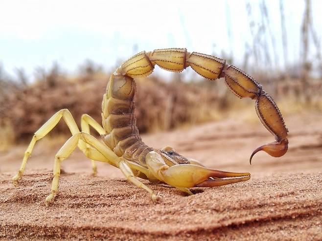 아프리카 뚱뚱꼬리전갈(학명 Androctonus amoreuxi)의 독침에는 인간에게도 치명적인 강력한 신경독이 있다. Mohamed Mousaid 제공