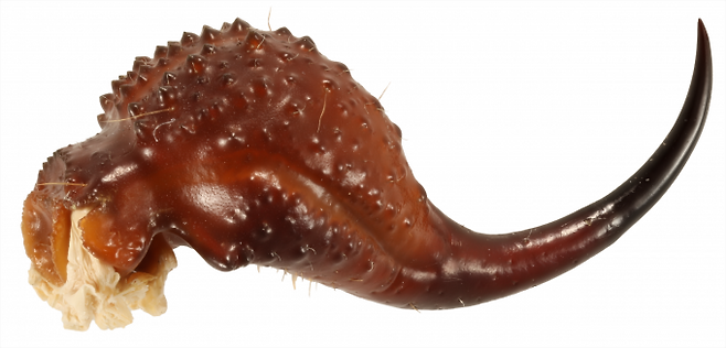 틱테일전갈(학명 Parabuthus granulatus)의 꼬리 부분을 촬영한 사진. 틱테일전갈은 방어를 위해 꼬리 끝부분을 몸통 등에 문질러 경고음을 내는 습성이 있다. Sam Campbell/National Museum of Natural History 제공