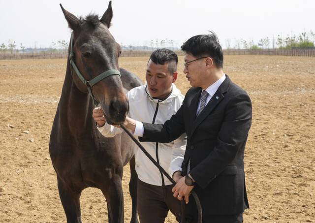 29일 오후 화성특례시 마도면 경기도축산진흥센터에서 열린 '경기도 말 복지 휴양목장 개소식'에서 김대순 경기도 행정2부지사가 긴급구조된 23세된 말을 목장내 방목하고 있다. 홍기웅기자