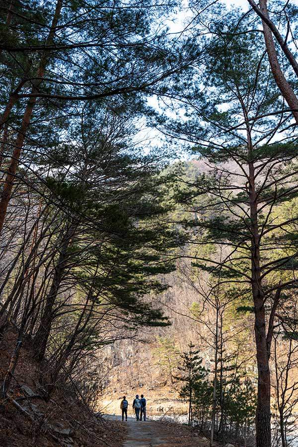 51구간에선 내내 울창한 금강소나무에 폭 싸여 걸을 수 있다.