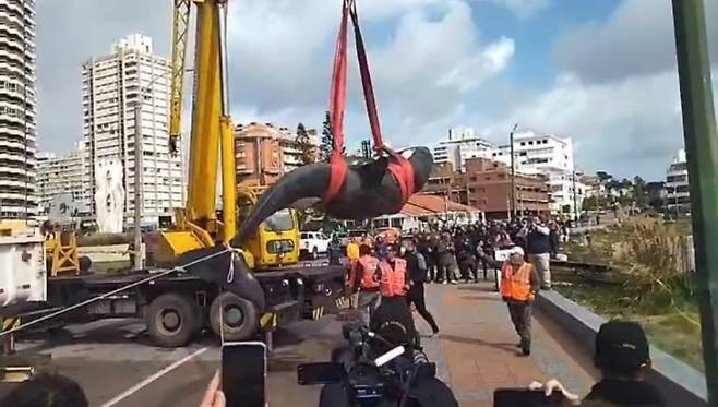 우루과이 당국이 안락사 시킨 범고래의 사체를 옮기고 있다. 몬테비데오 포르탈 캡처