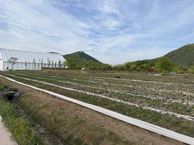 다만 낮은 기온 영향으로 일부 꽃은 아직 개화가 더딘 상태다. 시 관계자는 “이 지역은 평균기온이 낮아 5월 10일 전후로 꽃이 만개해 절정에 이를 것”이라고 설명했다. (사진=박성용 기자)