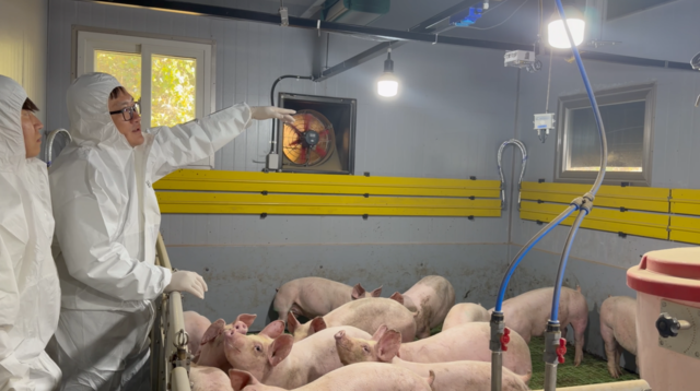 스마트 축산 테스트베드 돼지 사육 모습. ETRI 제공.