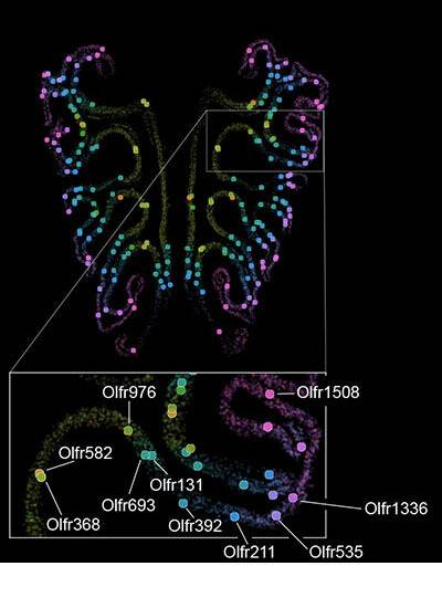 생쥐 코의 후각 조직에 있는 천여 가지 유형의 후각 수용체를 색상 그라데이션으로 표시한 지도. 하버드 의대 제공