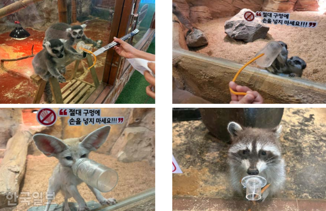 동물복지문제연구소 어웨어가 지난해 6월 체험 프로그램 운영 실태를 조사하기 위해 방문한 동물원에서 동물들이 먹이 구멍 앞에서 먹이를 구걸하는 행동을 보이고 있다. 사육장에 뚫린 구멍을 통해 무제한 먹이주기가 가능하다. 어웨어 제공