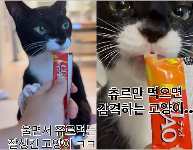 츄르 먹으며 눈물 흘리는 텐이 모습. 보호자 제공