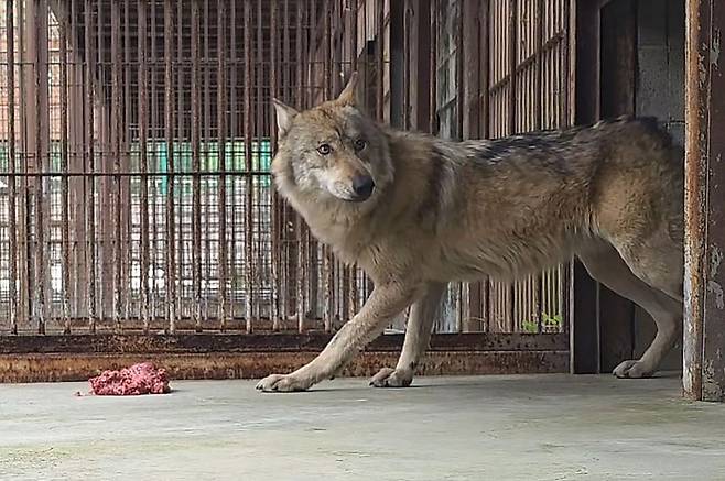 오월드로 돌아온 '늑구'가 닭고기와 소고기 분쇄육을 먹다가 주변을 두리번거리고 있다. 연합뉴스