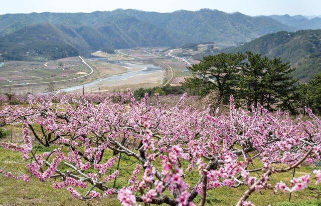 지품면 삼화리 복사꽃마을의 복숭아꽃이 화려한 분홍빛을 자랑하고 있다.