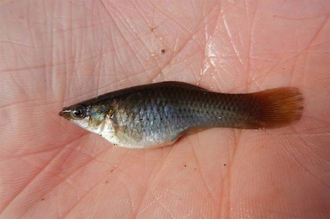 아마존 몰리. Fishes of Texas team / iNaturalist