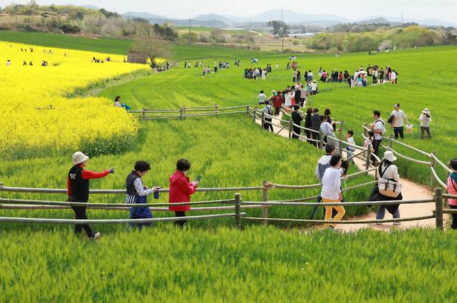 청보리와 유채꽃이 어우러진 '고창 청보리밭 축제' 풍경이 장관을 이룬다. 사진=고창군