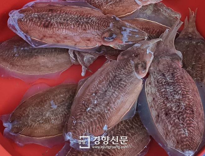갑오징어. 해양수산부 제공. 경향신문 자료사진