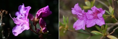털진달래와 산철쭉(사진=연합뉴스, 제주도 세계유산본부 제공)